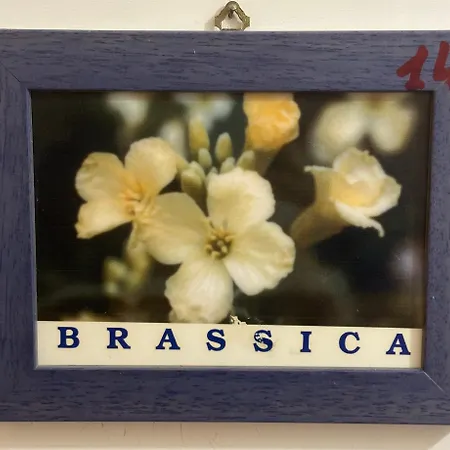 Isoladelmiele מארטימו