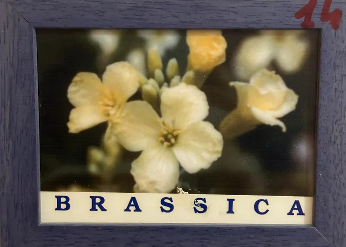 Isoladelmiele מארטימו