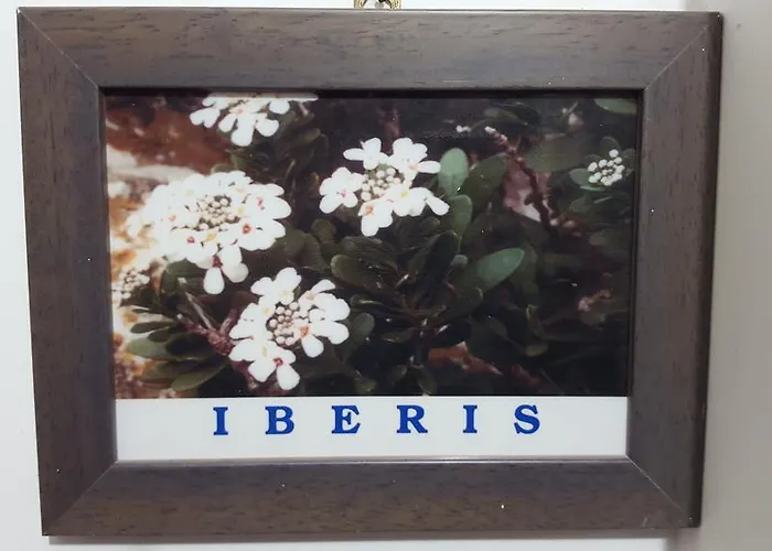 Isoladelmiele מארטימו