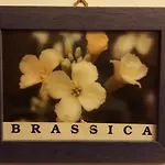 Isoladelmiele 3* Marettimo