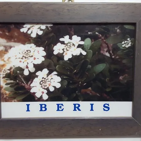 Isoladelmiele 马里迪莫